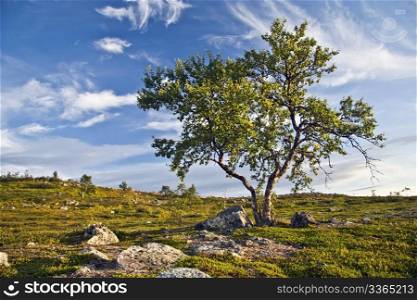 Beautiful wild landscape of a big tree with blue sky