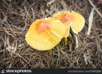 Beautiful wild mushrooms yellow Amanita wubjunguillea grow on ground nature forest