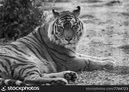 Beautiful wild tiger in zoo