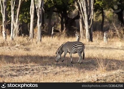 Beautiful wild zebra in the bush of Africa