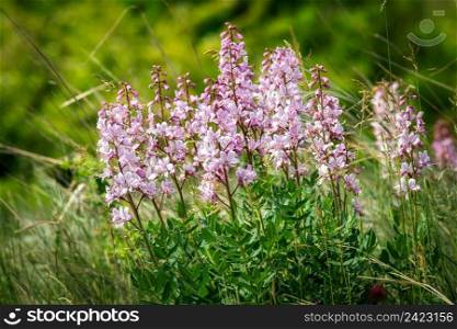 Beautiful wildflowers in the springtime  Dictamnus albus 
