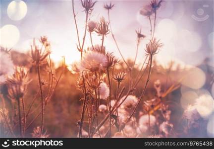 Beautiful wildflowers on a green meadow in summer season. Natural background.