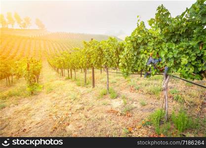 Beautiful Wine Grape Vineyard In The Morning Sun.
