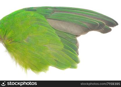 Beautiful wing parrot feather isolated on white background