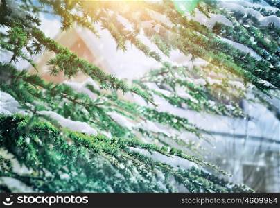 Beautiful winter background, fresh evergreen tree branches covered with snow, beauty of wintertime nature, Christmas holidays concept