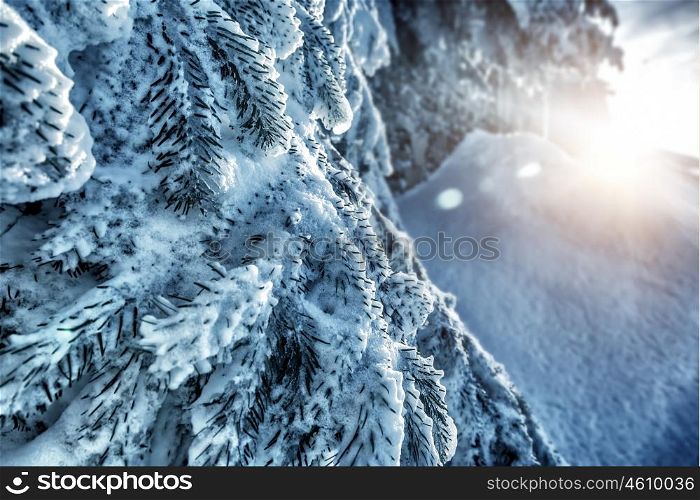 Beautiful winter background, fresh fir tree branches covered with snow, bright sunny cold frosty day, Christmas holidays, beauty of a wintertime weather