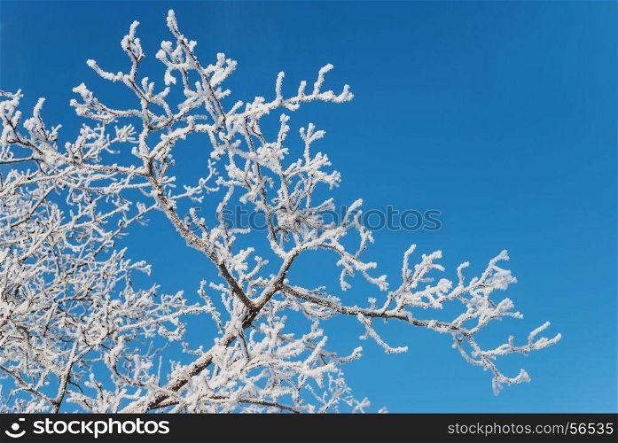 Beautiful winter background: tree branches covered with white hoarfrost against a blue sky