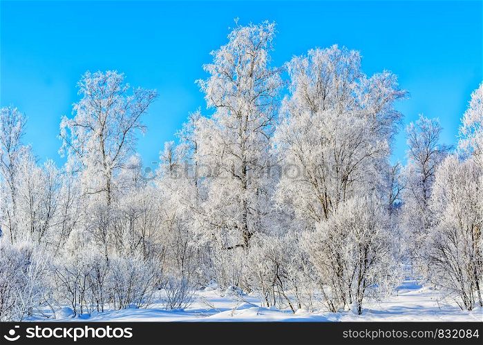 Beautiful winter day landscape with blue sky and white frozen trees