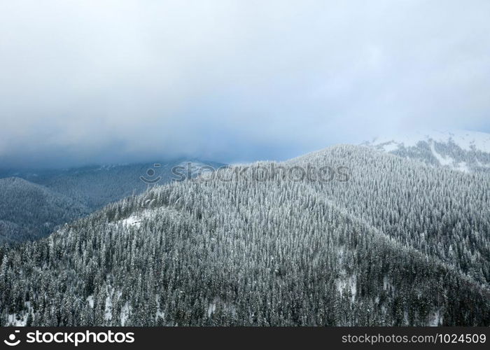 beautiful winter forest and the road