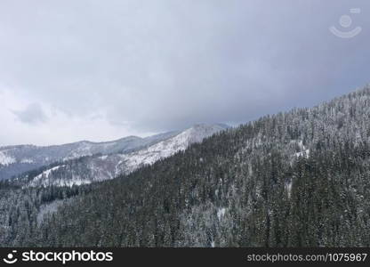 beautiful winter forest and the road