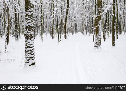 beautiful winter forest and the road