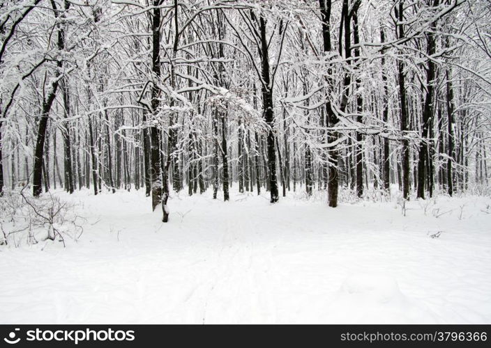 beautiful winter forest and the road