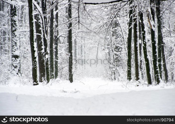 beautiful winter forest and the road