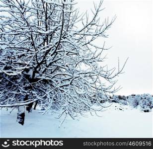 Beautiful winter forest background with trees covered with snow, nature of countryside at wintertime