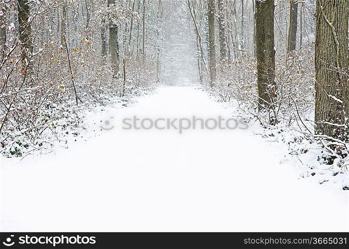 Beautiful winter forest snow scene with deep virgin snow