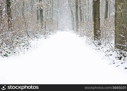 Beautiful winter forest snow scene with deep virgin snow