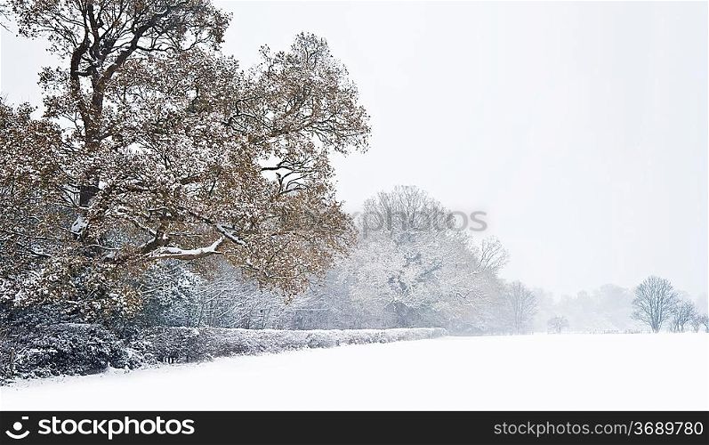 Beautiful winter forest snow scene with deep virgin snow ad trees fading into distance