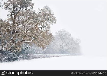 Beautiful winter forest snow scene with deep virgin snow and tree line fading into distance with plenty of copy space for your text