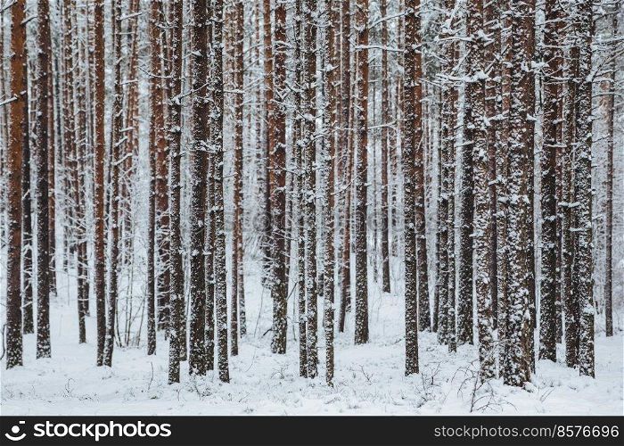 Beautiful winter forest. Trunks of trees covered with snow. Winter landscape. White snows covers ground and trees. Majestic atmosphere. Snow nature. Outdoor shot