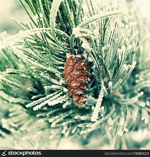 Beautiful winter frost. Branches of pine and cones in nature.