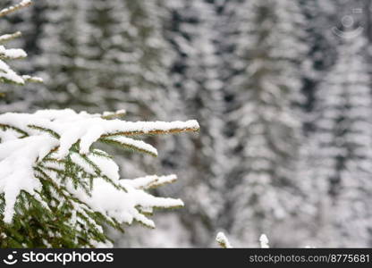 Beautiful winter green coniferous forest on the slopes of the mountains. Outdoor recreation in the winter season