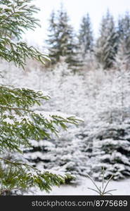 Beautiful winter green coniferous forest on the slopes of the mountains. Outdoor recreation in the winter season