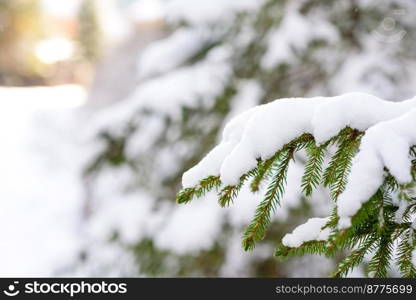 Beautiful winter green coniferous forest on the slopes of the mountains. Outdoor recreation in the winter season