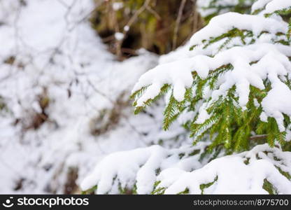 Beautiful winter green coniferous forest on the slopes of the mountains. Outdoor recreation in the winter season