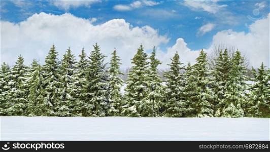 Beautiful winter landscape: a field covered with snow and spruce.