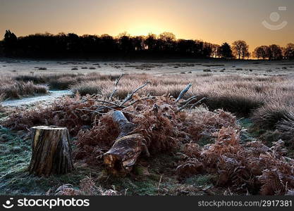 Beautiful Winter landscape across frosty fields towards silhouette trees on horizon into stunning colorful sunrise