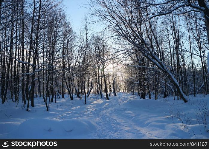 beautiful winter landscape footpath in the forest, sun sets behind the trees