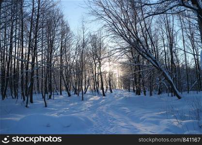 beautiful winter landscape footpath in the forest, sun sets behind the trees