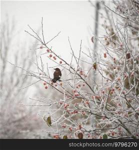 Beautiful Winter landscape image of blackbird eating berries in tree covered in hoarfrost at dawn
