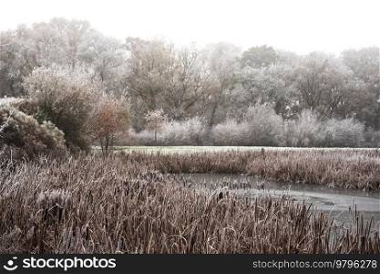 Beautiful Winter landscape image of small lake in front of forest covered in hoarfrost at dawn