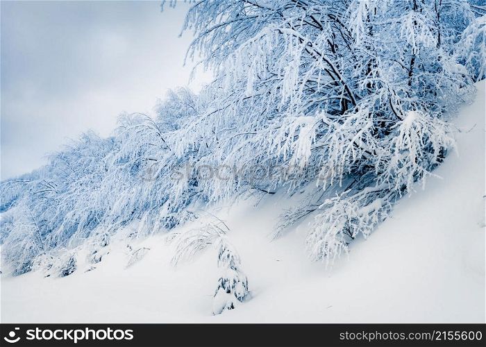 Beautiful winter landscape in Carpathian mountains, Ukraine. winter scenery