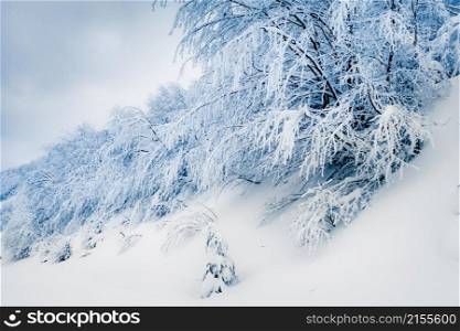 Beautiful winter landscape in Carpathian mountains, Ukraine. winter scenery