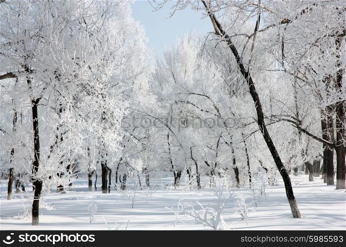 Beautiful winter landscape in the forest, clear frosty day.
