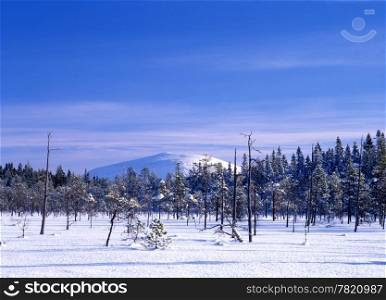 Beautiful winter landscape of forest with blue sky