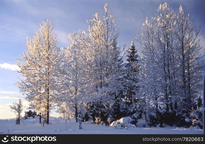 Beautiful winter landscape of snowy trees