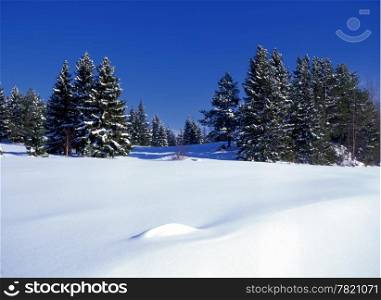 Beautiful winter landscape of sunny forest with snowy trees and blue sky