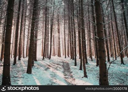 beautiful winter landscape snow covered pine forest