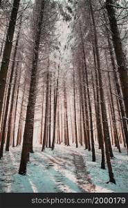 beautiful winter landscape snow covered pine forest