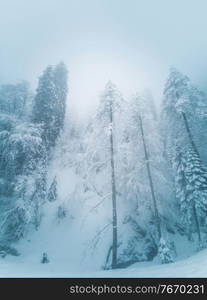 Beautiful winter landscape with forest in Caucasus mountains, Sochi, Russia, trees covered with snow frost, foggy morning. Winter mountain forest in frost