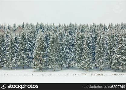Beautiful winter landscape with snow covered spruces