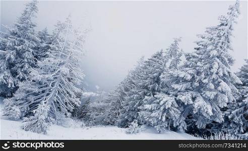 Beautiful winter landscape with snow covered trees. Foggy winter landscape in the Carpathian Mountains 