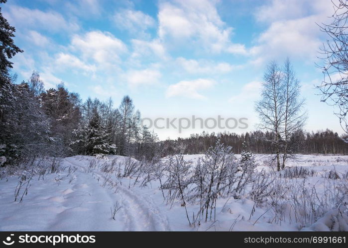 Beautiful winter landscape with snow-covered trees on a frosty December day with a cloudy sky.