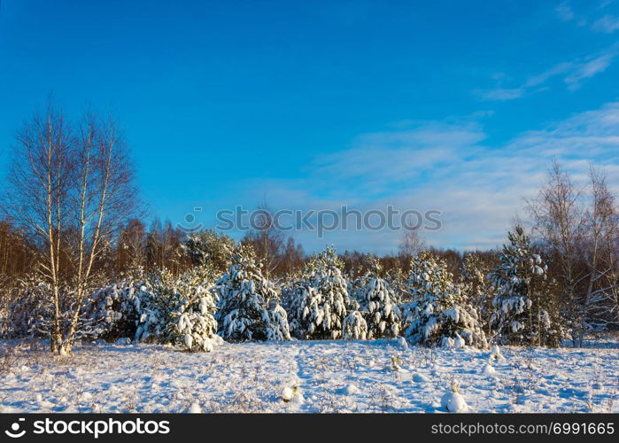 Beautiful winter landscape with snow-covered trees on a frosty December day with a clear sky.