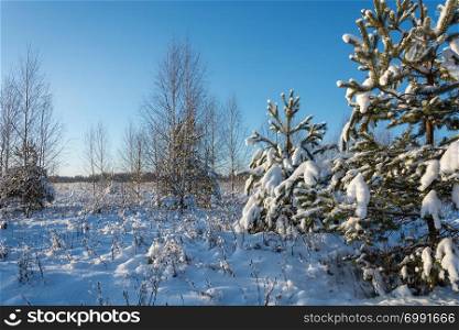 Beautiful winter landscape with snow-covered trees on a frosty December day with a clear sky.