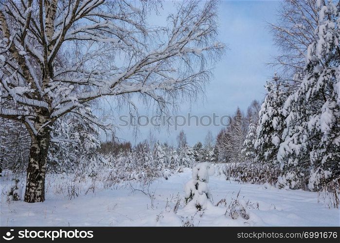 Beautiful winter landscape with snow-covered trees on a frosty December day with a cloudy sky.