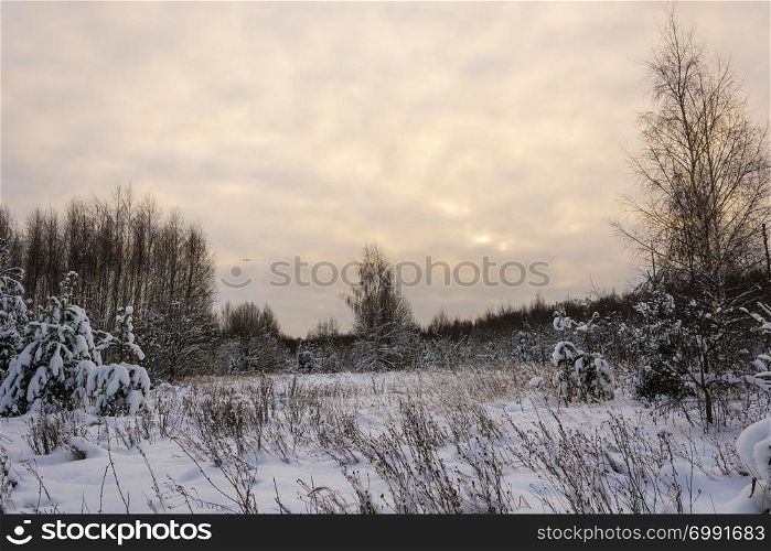 Beautiful winter landscape with snow-covered trees on a frosty December day with a cloudy sky.